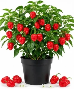 Red Habanero Pepper Live Plant – 2-Pack Seedlings – 3-6 Inches Tall – for Garden & Container Growing - Image 1