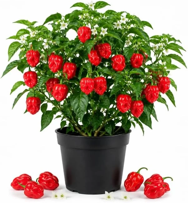 Red Habanero Pepper Live Plant – 2-Pack Seedlings – 3-6 Inches Tall – for Garden & Container Growing - Image 1
