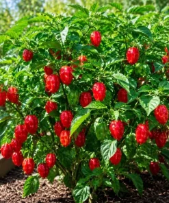 Red Habanero Pepper Live Plant – 2-Pack Seedlings – 3-6 Inches Tall – for Garden & Container Growing - Image 2