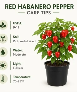 Red Habanero Pepper Live Plant – 2-Pack Seedlings – 3-6 Inches Tall – for Garden & Container Growing - Image 3