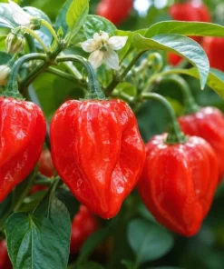 Red Habanero Pepper Live Plant – 2-Pack Seedlings – 3-6 Inches Tall – for Garden & Container Growing - Image 4