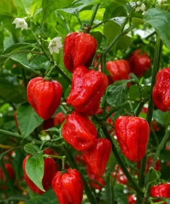 Red Habanero Pepper Live Plant – 2-Pack Seedlings – 3-6 Inches Tall – for Garden & Container Growing - Image 5