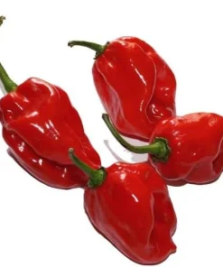 Red Habanero Pepper Seeds - Extremely Hot - 20 Seeds Pack for Planting - Image 1