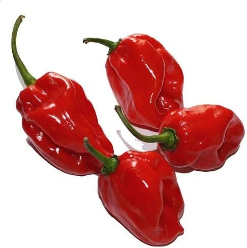 Red Habanero Pepper Seeds - Extremely Hot - 20 Seeds Pack for Planting - Image 1