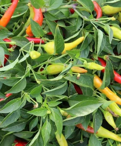 Red Hot Chili Pepper Seeds - 20 Count - High Heat, Prolific - Image 1