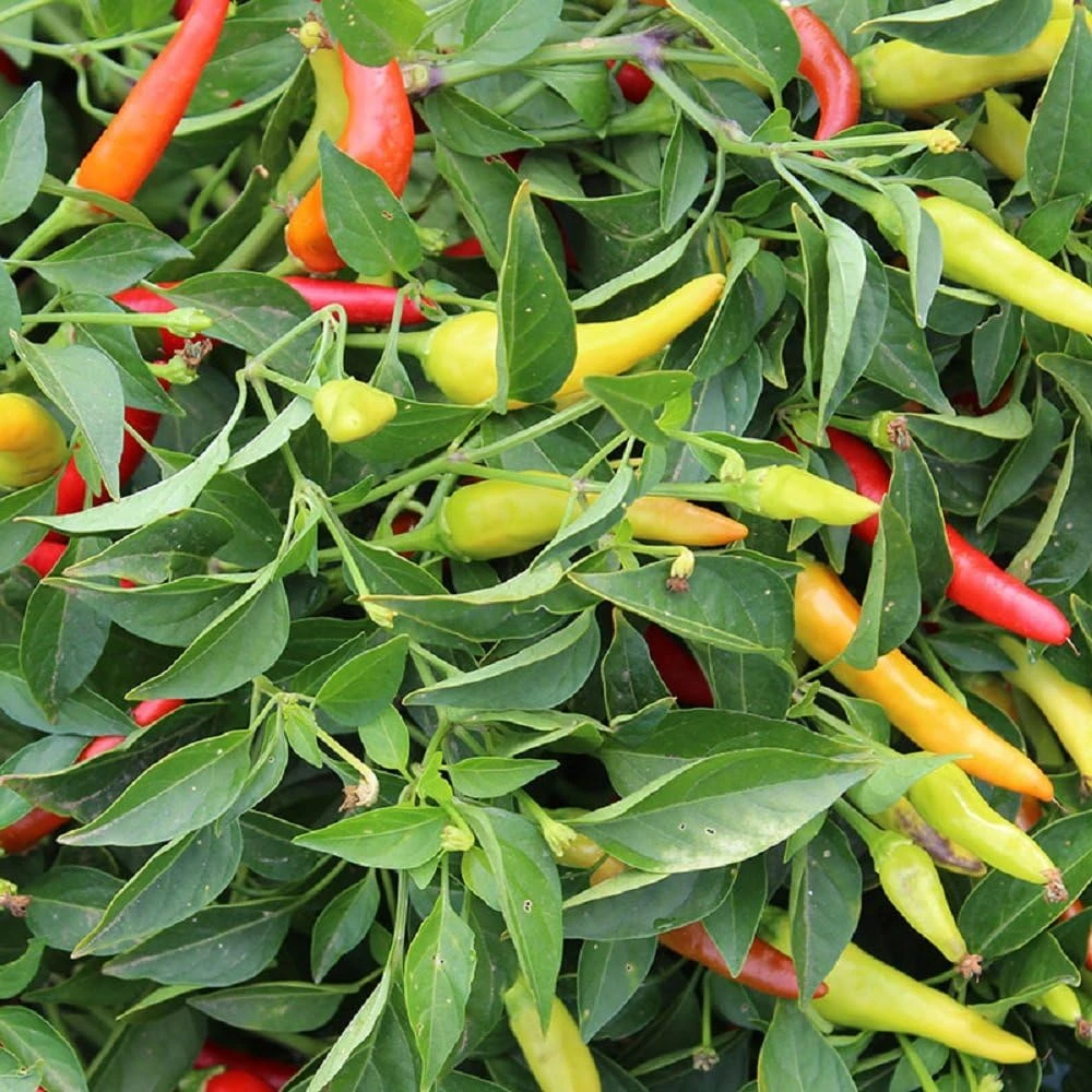 Red Hot Chili Pepper Seeds - 20 Count - High Heat, Prolific - Image 1