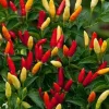 Red Hot Pepper Seeds - 20 Count - Grow Your Own Spicy Tabasco Peppers - Image 1