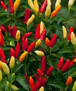 Red Hot Pepper Seeds - 20 Count - Grow Your Own Spicy Tabasco Peppers - Image 1