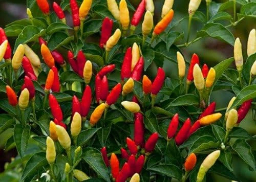 Red Hot Pepper Seeds - 20 Count - Grow Your Own Spicy Tabasco Peppers - Image 1