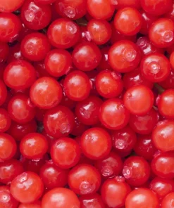 Red Huckleberry Seeds - Vaccinium Parvifolium, Pink Flower, Edible Fruit Shrub Seeds, 30 Count - Image 2