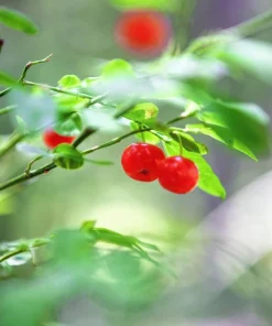 Red Huckleberry Seeds - Vaccinium Parvifolium, Pink Flower, Edible Fruit Shrub Seeds, 30 Count - Image 5