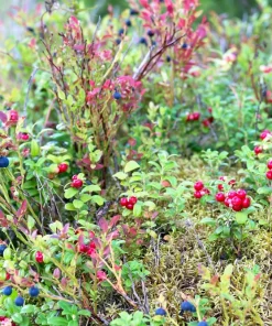 Red Huckleberry Seeds - Vaccinium Parvifolium, Pink Flower, Edible Fruit Shrub Seeds, 30 Count - Image 6