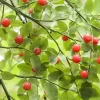Red Huckleberry Seeds - Vaccinium Parvifolium, Pink Flower, Edible Fruit Shrub Seeds, 30 Count - Image 1
