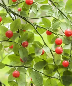 Red Huckleberry Seeds - Vaccinium Parvifolium, Pink Flower, Edible Fruit Shrub Seeds, 30 Count - Image 1