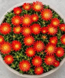 Red Ice Plant Live - Delosperma cooperi Succulent Ground Cover, Bright Red Flowers, 3-6 Inch Tall, 4 Inch Pot, Outdoor - Image 2