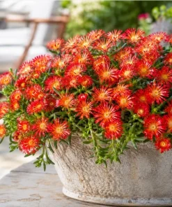Red Ice Plant Live - Delosperma cooperi Succulent Ground Cover, Bright Red Flowers, 3-6 Inch Tall, 4 Inch Pot, Outdoor - Image 3