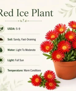 Red Ice Plant Live - Delosperma cooperi Succulent Ground Cover, Bright Red Flowers, 3-6 Inch Tall, 4 Inch Pot, Outdoor - Image 4