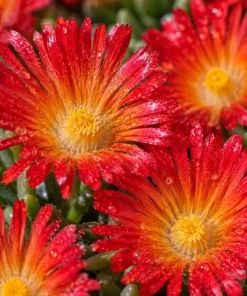 Red Ice Plant Live - Delosperma cooperi Succulent Ground Cover, Bright Red Flowers, 3-6 Inch Tall, 4 Inch Pot, Outdoor - Image 5