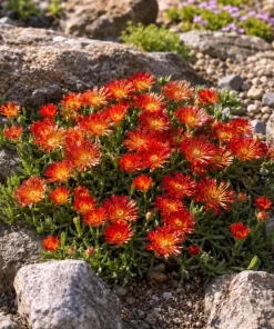 Red Ice Plant Live - Delosperma cooperi Succulent Ground Cover, Bright Red Flowers, 3-6 Inch Tall, 4 Inch Pot, Outdoor - Image 6
