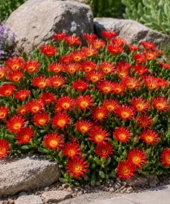 Red Ice Plant Live - Delosperma cooperi Succulent Ground Cover, Bright Red Flowers, 3-6 Inch Tall, 4 Inch Pot, Outdoor - Image 7