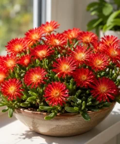 Red Ice Plant Live - Delosperma cooperi Succulent Ground Cover, Bright Red Flowers, 3-6 Inch Tall, 4 Inch Pot, Outdoor - Image 1