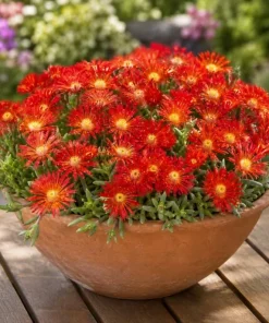 Red Ice Plants Live (2 Pots) - 3-6 Inch Tall Succulent Ground Cover, Bright Red Flowers, 4 Inch Pot, Perennial Outdoor - Image 2