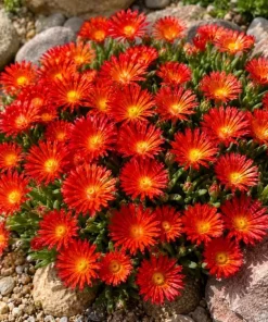 Red Ice Plants Live (2 Pots) - 3-6 Inch Tall Succulent Ground Cover, Bright Red Flowers, 4 Inch Pot, Perennial Outdoor - Image 3