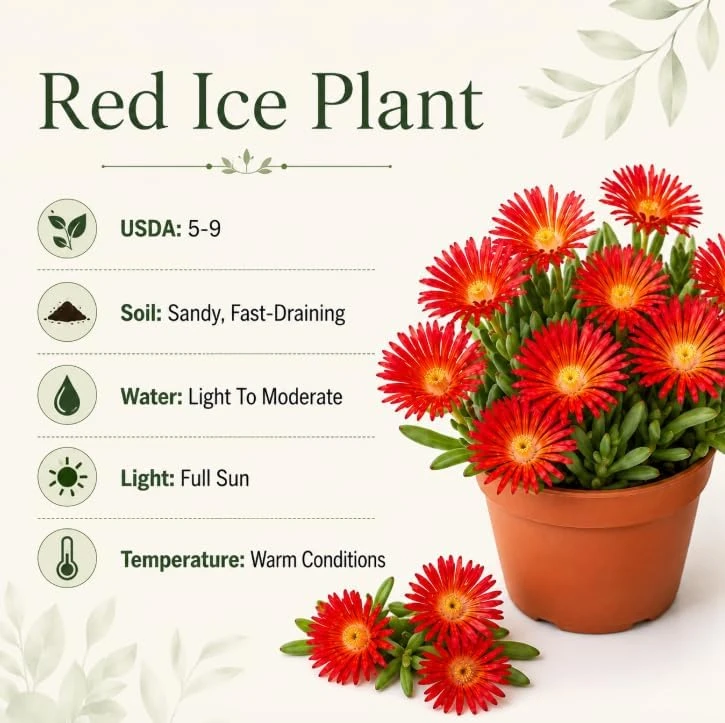 Red Ice Plants Live (2 Pots) - 3-6 Inch Tall Succulent Ground Cover, Bright Red Flowers, 4 Inch Pot, Perennial Outdoor - Image 4