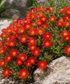 Red Ice Plants Live (2 Pots) - 3-6 Inch Tall Succulent Ground Cover, Bright Red Flowers, 4 Inch Pot, Perennial Outdoor - Image 5