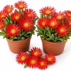 Red Ice Plants Live (2 Pots) - 3-6 Inch Tall Succulent Ground Cover, Bright Red Flowers, 4 Inch Pot, Perennial Outdoor - Image 1