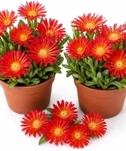 Red Ice Plants Live (2 Pots) - 3-6 Inch Tall Succulent Ground Cover, Bright Red Flowers, 4 Inch Pot, Perennial Outdoor - Image 1