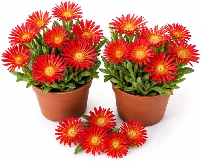 Red Ice Plants Live (2 Pots) - 3-6 Inch Tall Succulent Ground Cover, Bright Red Flowers, 4 Inch Pot, Perennial Outdoor - Image 1