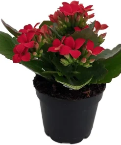 Red Kalanchoe Live Plant – 2.5 inch Pot – Blooming Houseplant - Image 2