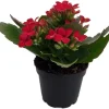 Red Kalanchoe Live Plant – 2.5 inch Pot – Blooming Houseplant - Image 1