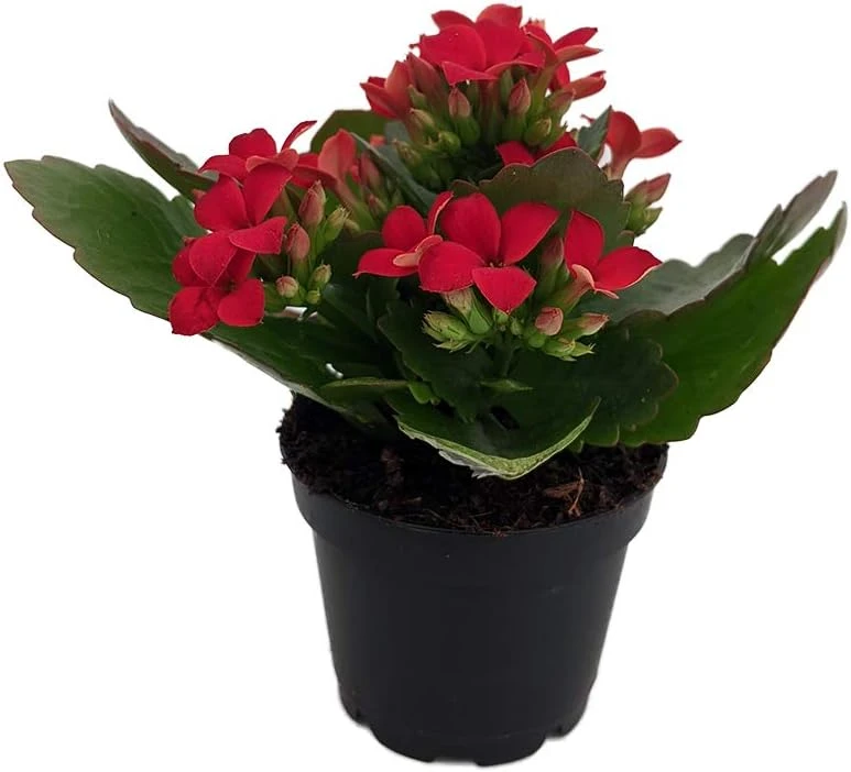 Red Kalanchoe Live Plant – 2.5 inch Pot – Blooming Houseplant - Image 1