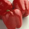 Red Knight Pepper Seeds - Sweet Bell Pepper, Early Maturing, 10 Seeds - Image 1