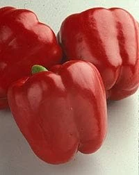 Red Knight Pepper Seeds - Sweet Bell Pepper, Early Maturing, 10 Seeds - Image 1