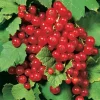 Red Lake Currant Bush Live Plant - Hardy Fruiting Shrub - 2.5" Pot - Image 1