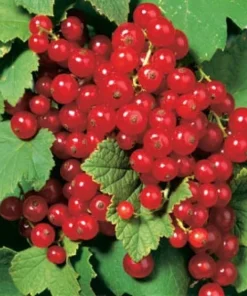 Red Lake Currant Bush Live Plant - Hardy Fruiting Shrub - 2.5" Pot - Image 1