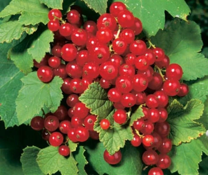 Red Lake Currant Bush Live Plant - Hardy Fruiting Shrub - 2.5" Pot - Image 1