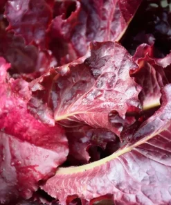 Red Leaf Lettuce Seeds - High Yielding Heirloom Non-GMO Annual Vegetable - Image 2