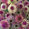 Red Lime Queeny Zinnia Elegans Seeds - 25 Pack - Muted Burgundy & Lime Green Flowers - Image 1