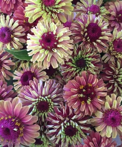 Red Lime Queeny Zinnia Elegans Seeds - 25 Pack - Muted Burgundy & Lime Green Flowers - Image 1