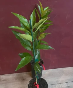 Red Lime tree in half Gallon Pot, Grafted, Florida Shipping Only - Image 10