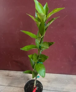 Red Lime tree in half Gallon Pot, Grafted, Florida Shipping Only - Image 2