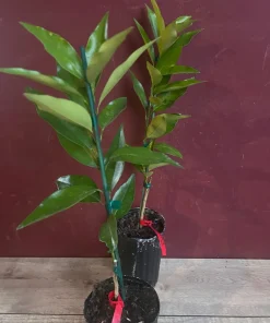 Red Lime tree in half Gallon Pot, Grafted, Florida Shipping Only - Image 3