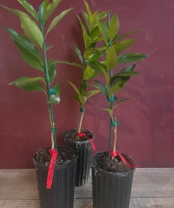 Red Lime tree in half Gallon Pot, Grafted, Florida Shipping Only - Image 4