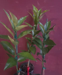 Red Lime tree in half Gallon Pot, Grafted, Florida Shipping Only - Image 5