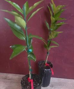 Red Lime tree in half Gallon Pot, Grafted, Florida Shipping Only - Image 6
