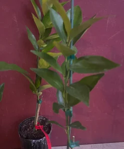 Red Lime tree in half Gallon Pot, Grafted, Florida Shipping Only - Image 7